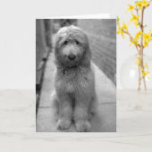 Goldendoodle Puppy In Backyard Kaart (Gele Bloem)
