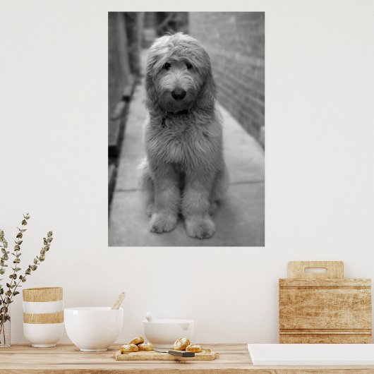 Goldendoodle Puppy In Backyard Poster (Keuken)