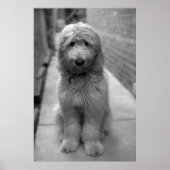 Goldendoodle Puppy In Backyard Poster (Voorkant)