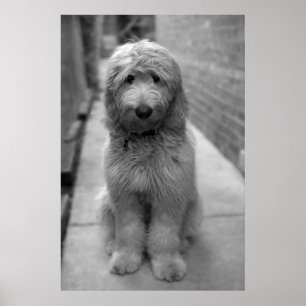 Goldendoodle Puppy In Backyard Poster