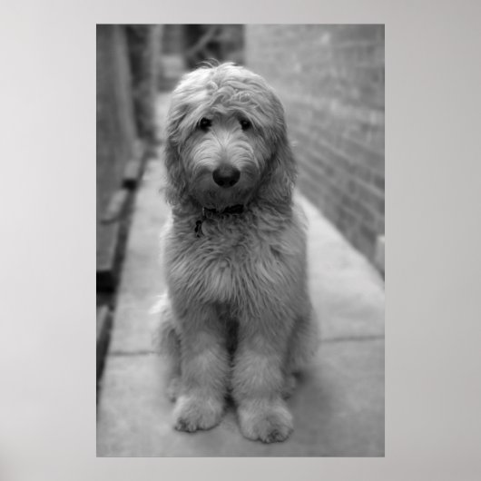 Goldendoodle Puppy In Backyard Poster (Voorkant)
