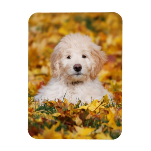 Goldendoodle Puppy In Fall Leaves Magneet (Verticaal)