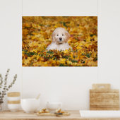 Goldendoodle Puppy In Fall Leaves Poster (Keuken)