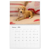 Goldendoodle Puppy Kalender (Feb 2026)