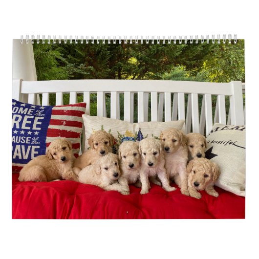 Goldendoodle Puppy Kalender (Achterkant)