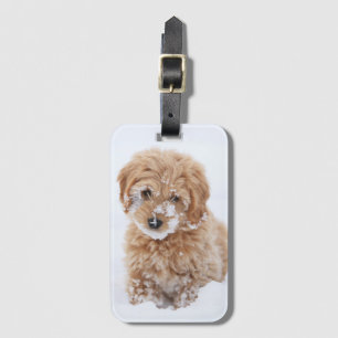 Goldendoodle Puppy Met Sneeuw Op Gezicht Bagagelabel