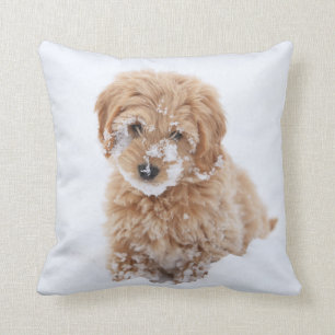 Goldendoodle Puppy Met Sneeuw Op Gezicht Kussen