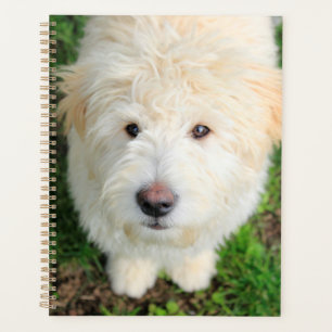 Goldendoodle Puppy regarde l'appareil photo