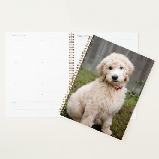 Goldendoodle Puppy Se Trouve Dans L'Herbe (Devant avec enveloppe)