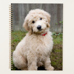 Goldendoodle Puppy Se Trouve Dans L'Herbe