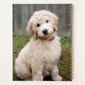 Goldendoodle Puppy Se Trouve Dans L'Herbe (Dos)