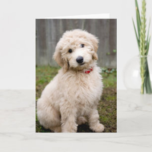Goldendoodle Puppy Sits in Grass Kaart