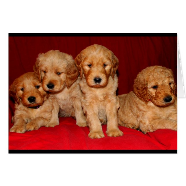 Goldendoodle Puppy Toute carte d'occasion (Devant horizontal)