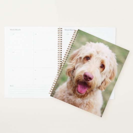 Goldendoodle souriant (Devant avec enveloppe)