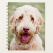 Goldendoodle souriant (Devant)
