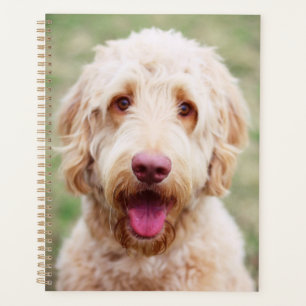 Goldendoodle souriant