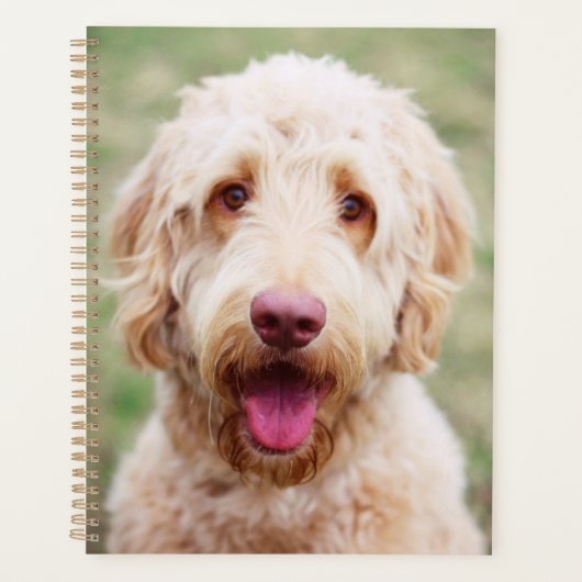 Goldendoodle souriant (Devant)