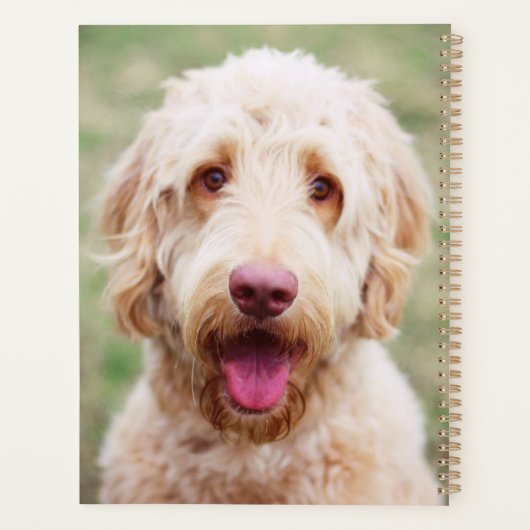 Goldendoodle souriant (Dos)