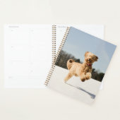 Goldendoodle Traversant Le Champ (Devant avec enveloppe)