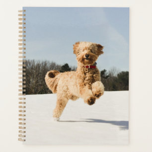 Goldendoodle Traversant Le Champ