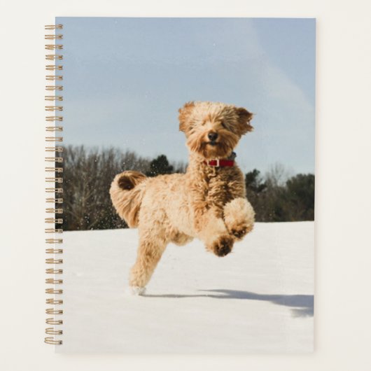 Goldendoodle Traversant Le Champ (Devant)