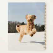 Goldendoodle Traversant Le Champ (Dos)