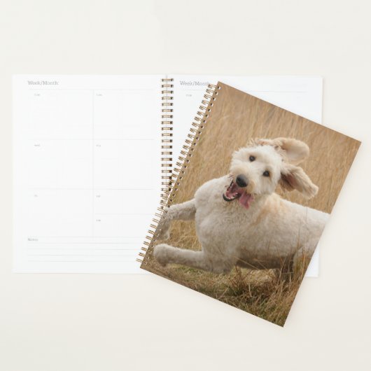 Goldendoodle Traverse L'Herbe (Devant avec enveloppe)