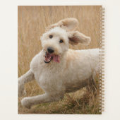 Goldendoodle Traverse L'Herbe (Dos)