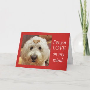 Goldendoodle Valentijnsdag Kaart