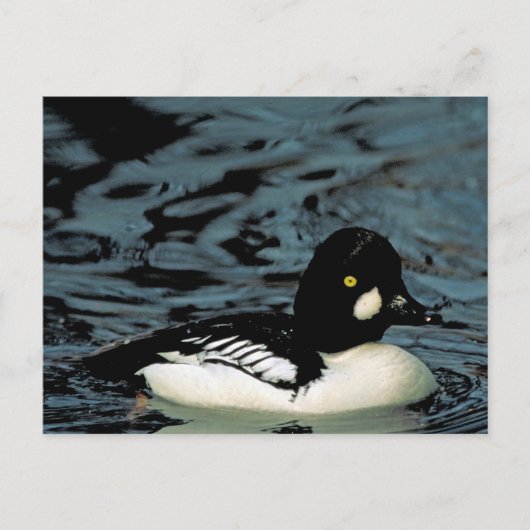 Goldeneye Duck Briefkaart (Voorkant)