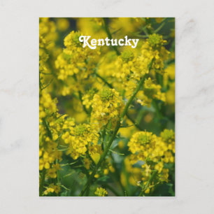 Goldenrod Briefkaart