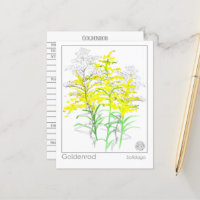 Goldenrod Materia Medica Monograph Herbal Studie