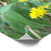 Goldenrod met vlinder poster (Hoek)