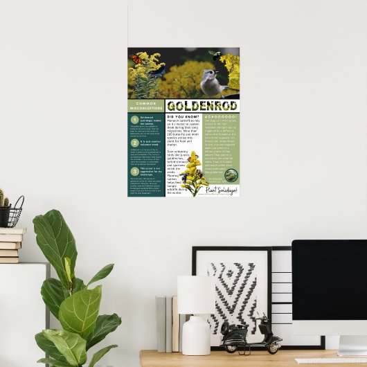 Goldenrod Misconceptions and Facts Poster (Thuiskantoor)