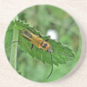 Goldenrod Soldier Beetle Zandsteen Onderzetter