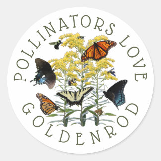Goldenrod Solidago Wildflower en Pollinators Clas Ronde Sticker