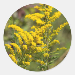 Goldenrod Wildbloemen Ronde Sticker