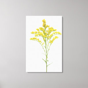 Goldenrodebloemen (Solidago juncea), Noord-Amerika Canvas Afdruk