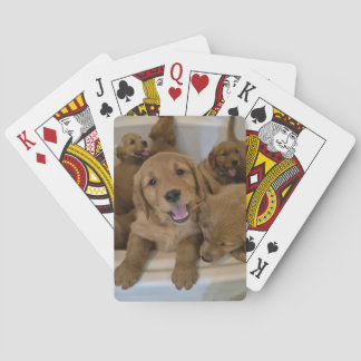 Goldens in een bad pokerkaarten