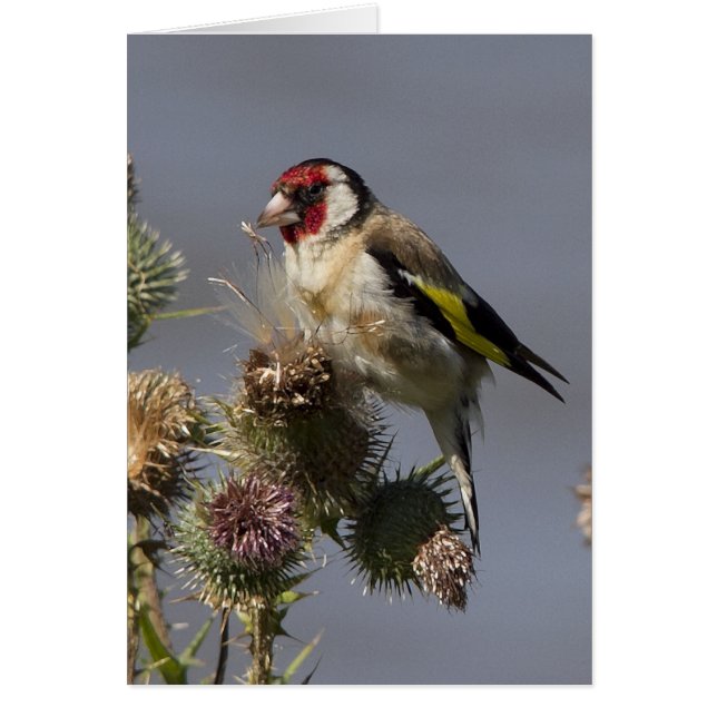 Goldfinch (Voorkant)