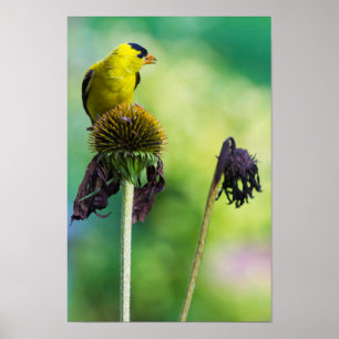 Goldfinch Atop of Cone Flower Poster