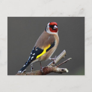 Goldfinch bird briefkaart