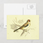 Goldfinch  Bird Lithograaf Briefkaart (Voorkant / Achterkant)