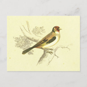Goldfinch Bird Lithograaf Briefkaart