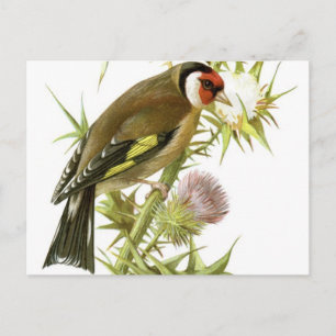 Goldfinch Briefkaart