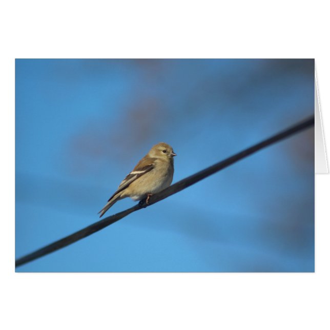 Goldfinch-briefkaart (Voorkant Horizontaal)