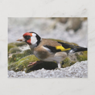 Goldfinch briefkaart