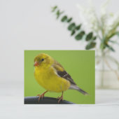 Goldfinch Briefkaart (Staand voorkant)