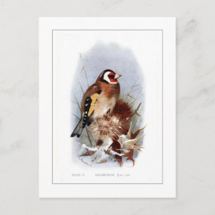 Goldfinch Briefkaart