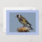 Goldfinch Briefkaart (Voorkant / Achterkant)